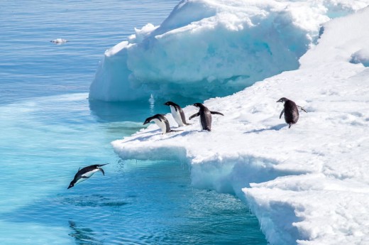 Tučňáci skákající z ledovce na Antarktidě. 