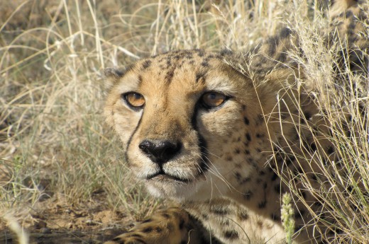  Mládě geparda štíhlého na průzkumu.