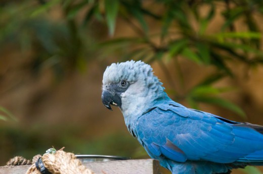 Modrý papoušek Ara