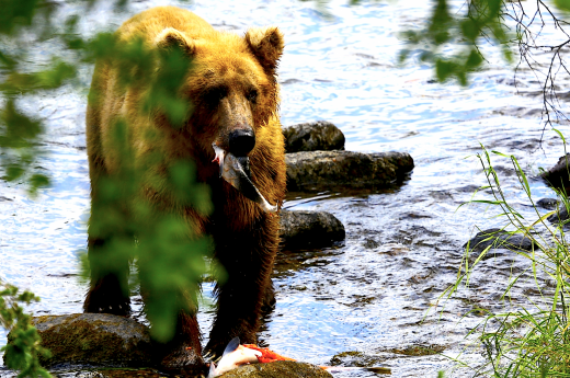 Medvěd grizzly s lososem v tlamě.