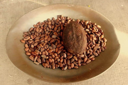 Plod kakaovníku a kakaové boby.