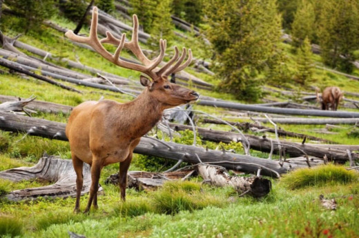 Jelen wapiti v národním parku Yellowstone.