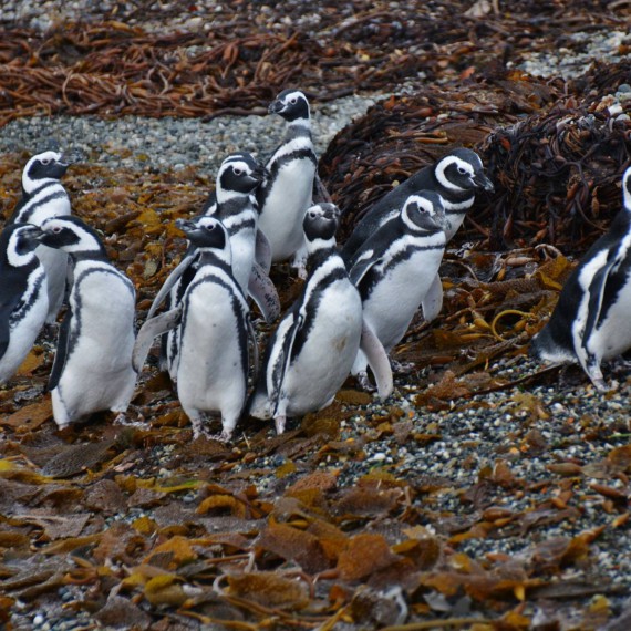 tučňáci v Patagonii