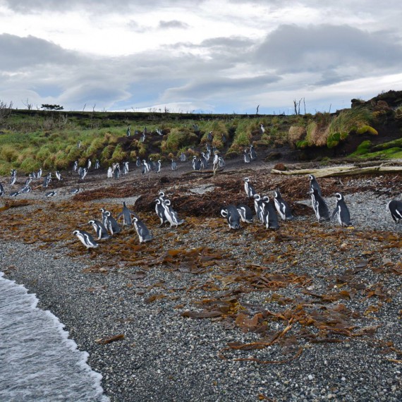 Tučnáci na jihu Patagonie