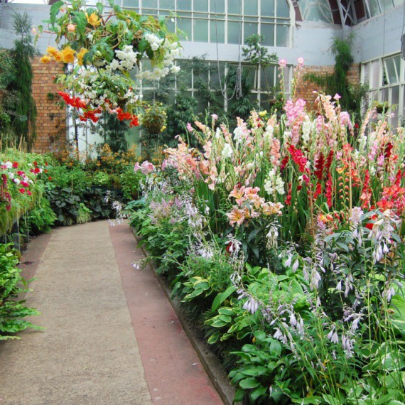 Rozkvetlé květy v místní botanické zahradě.