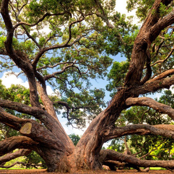 Mohutné stromy v parku Dove Myer Robinson.