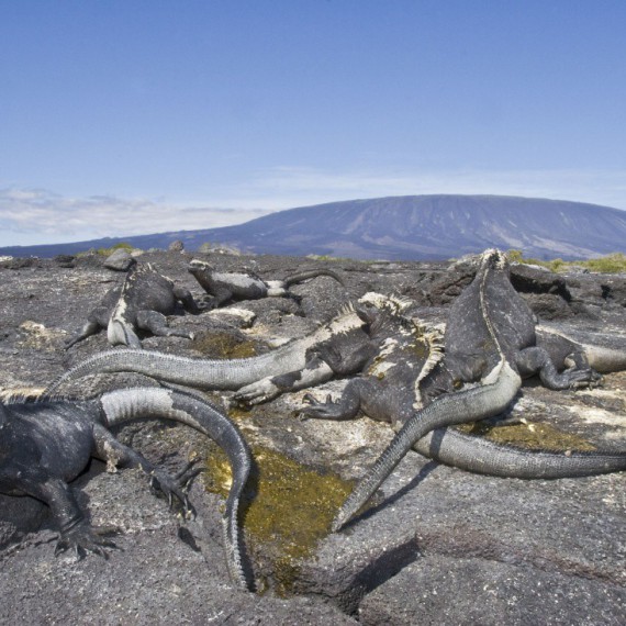 Leguáni na ostrově Fernandina.
