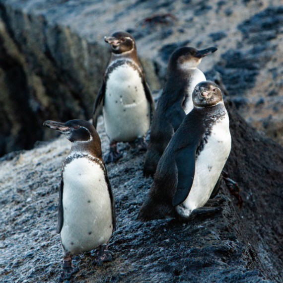 Tučňáci na Galapágách.