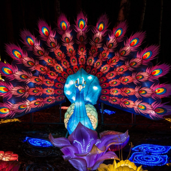 Obrovský, barevný lampion na Filipínách..