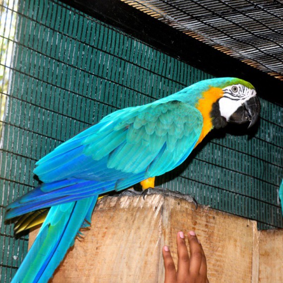 Papoušci ptačím parku Hanthana.