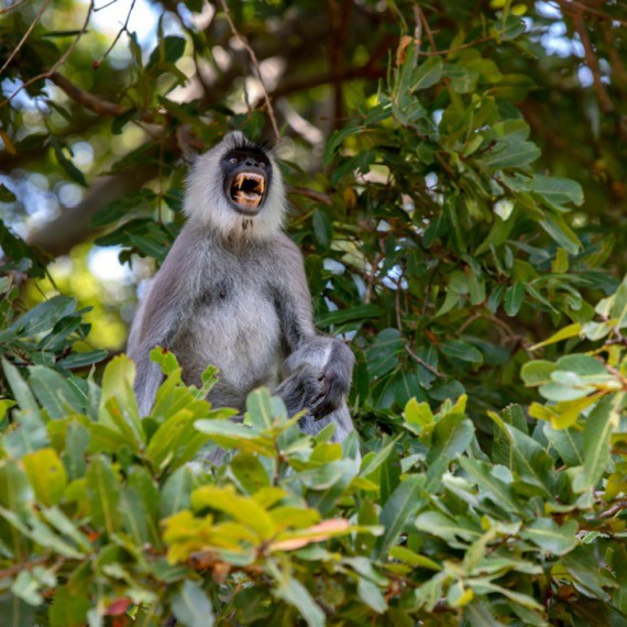 Národní park Kaudulla.