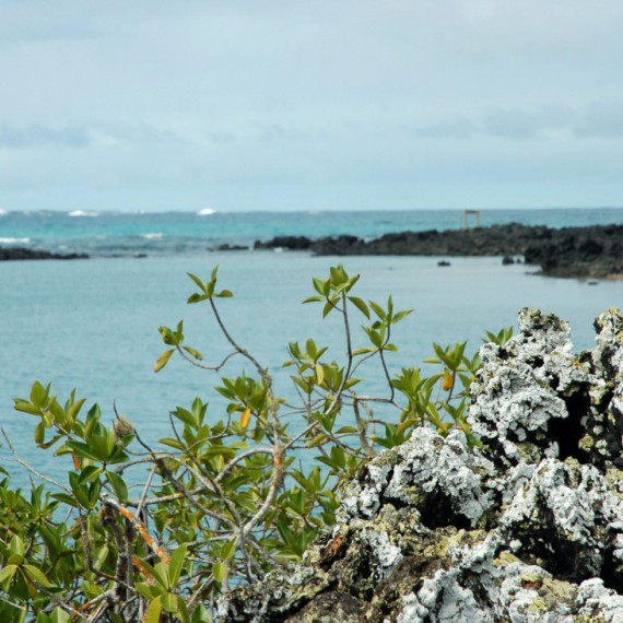 Ostrůvek Las Tintoreras.