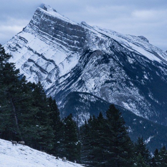 Hora Norquay v zimě.