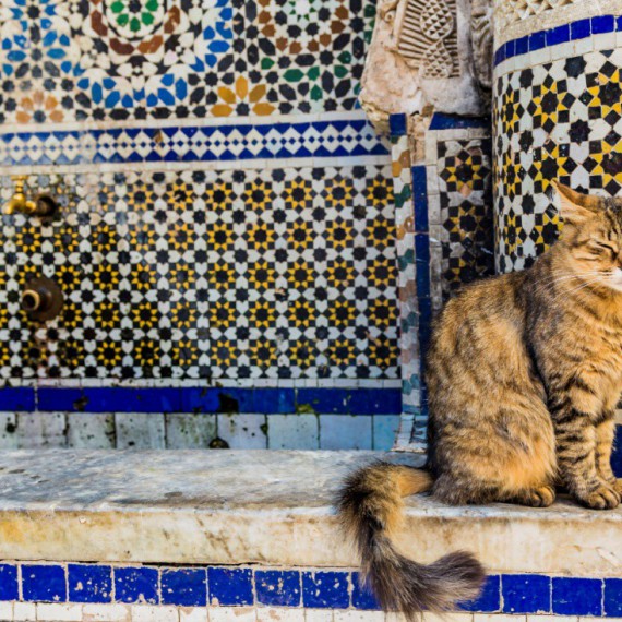 Kočka u fontány Nejjarine.