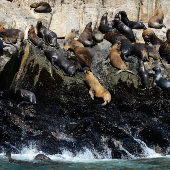 Lachtani na ostrově Palomino.
