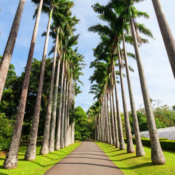 Palmová alej v botanické zahradě Peradeniya.
