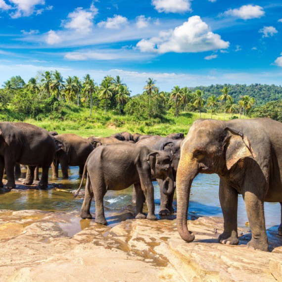 Sloní ZOO Pinnawala.