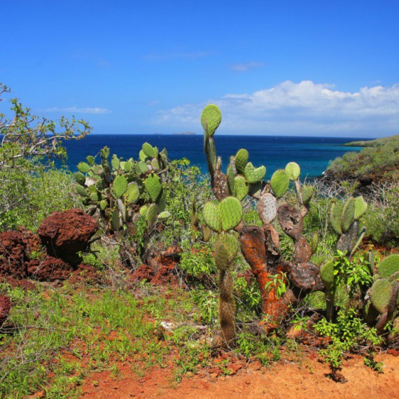 Rozkvetlé květy opuncie.