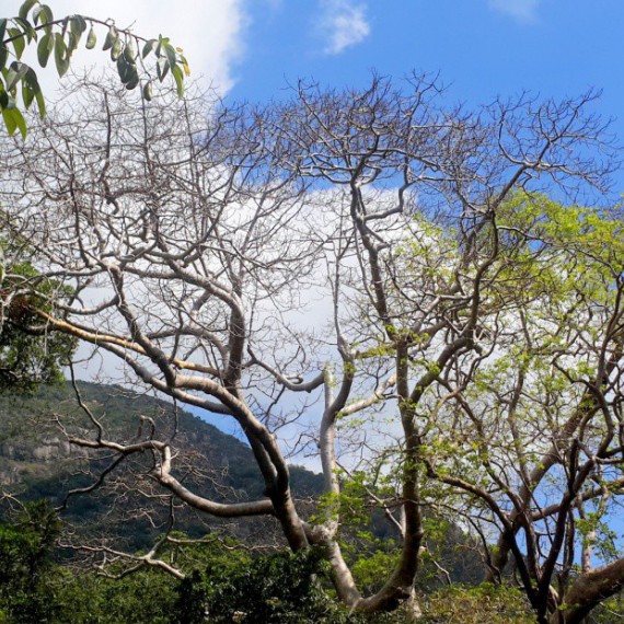 Archeologické naleziště a národní rezervace Ritigala.
