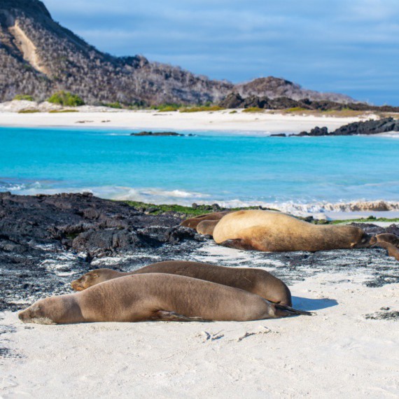 Lachtani na ostrově San Cristobal.