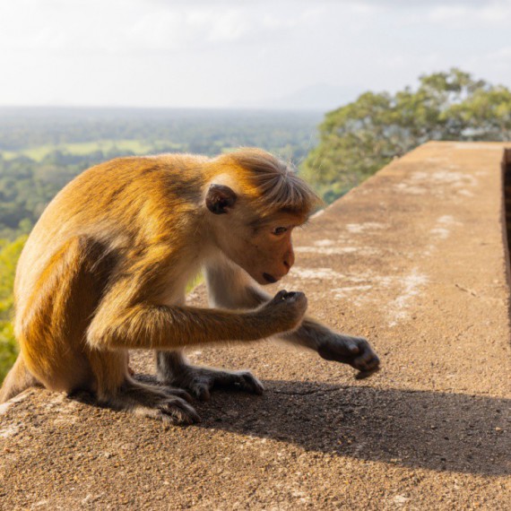 Opice u Lví skály.
