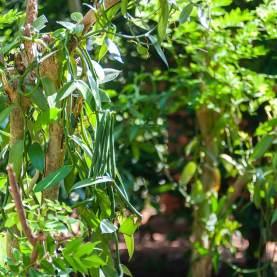 Zahrada s kořením Inamaluwa.