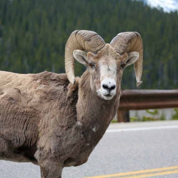 Beran na silnici Icefields Parkway.