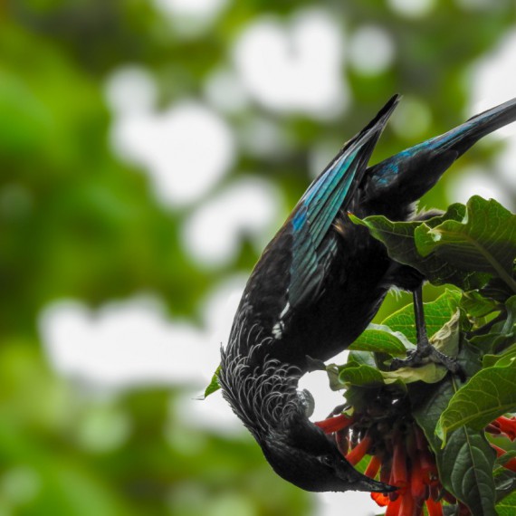 Přírodní rezervace Tiritiri Matangi Open Sanctuary.
