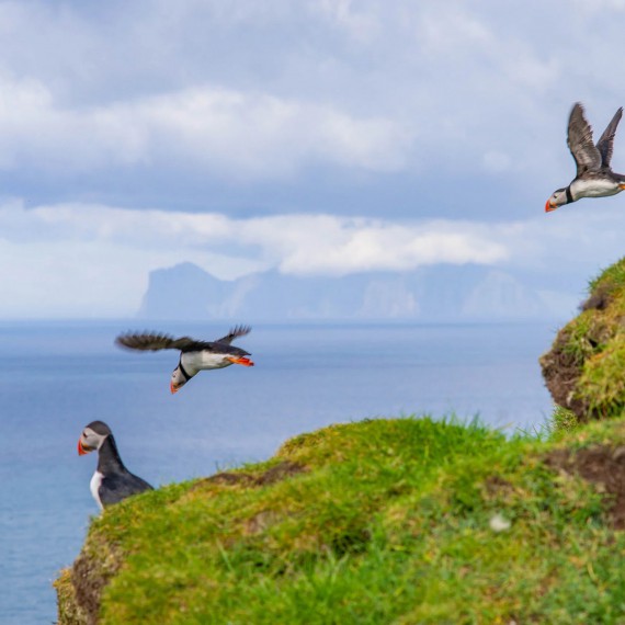 Létající papuchalkové.