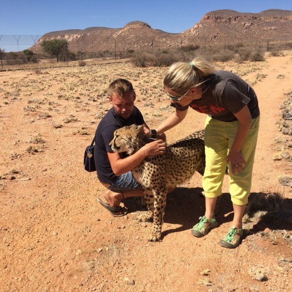 SEN průvodci hladí geparda štíhlého.
