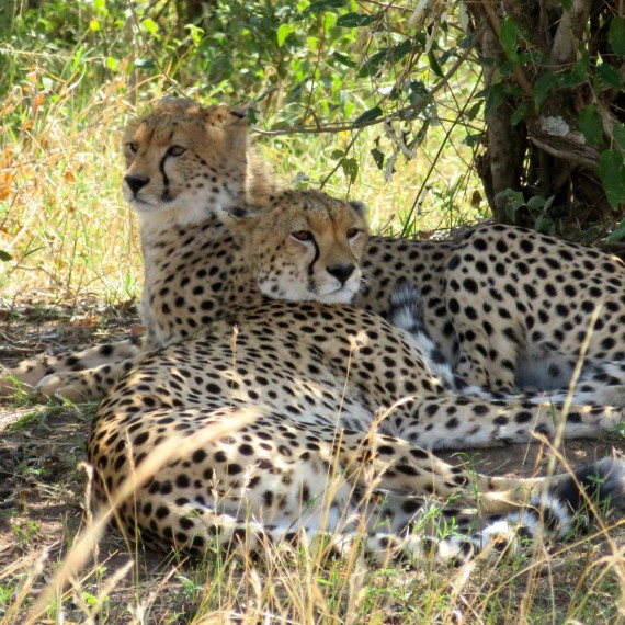 Gepard štíhly se skrývá pod stromy.