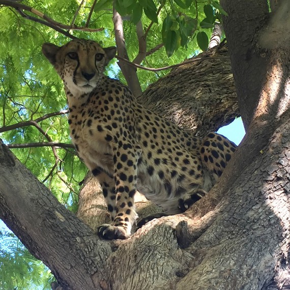Gepard štíhly na stromě.
