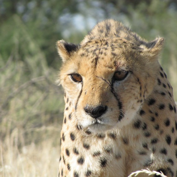 Gepard štíhly pozoruje okol.í