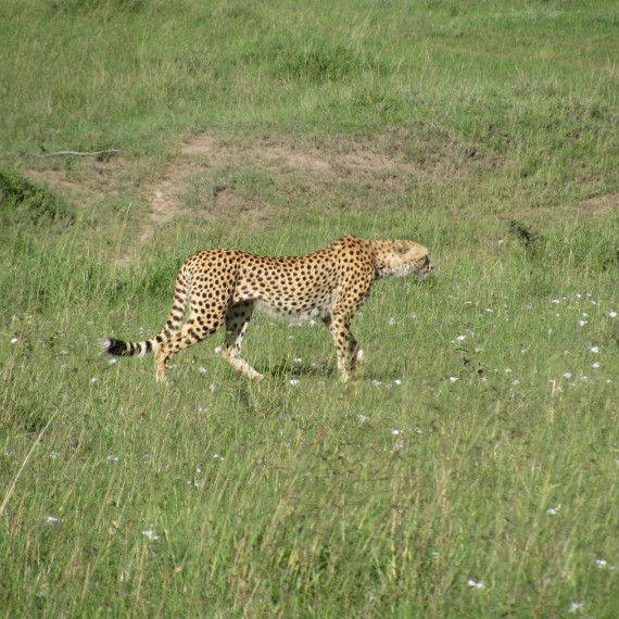 Gepard štíhly před lovem.