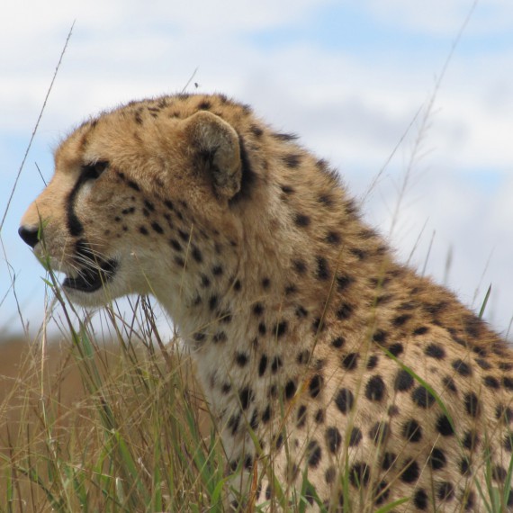 Gepard štíhly čenichá.