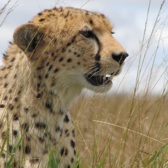 Gepard štíhly pozoruje antilopy.