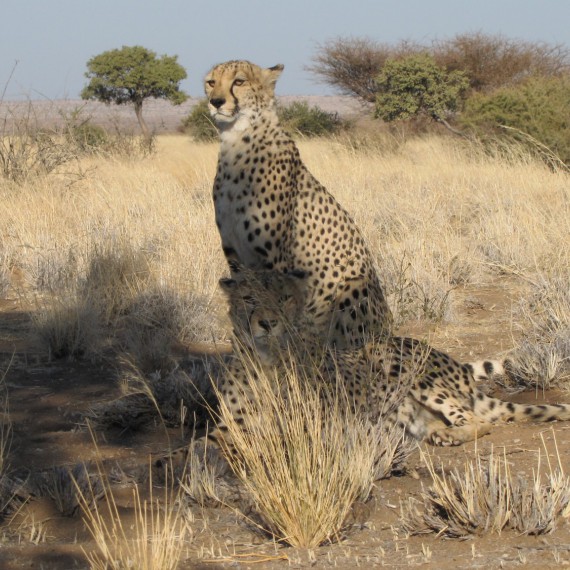 Gepardi štíhlí odpočívají.