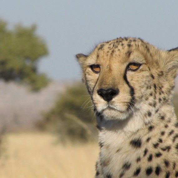 Gepard štíhly je nádherné zvíře.