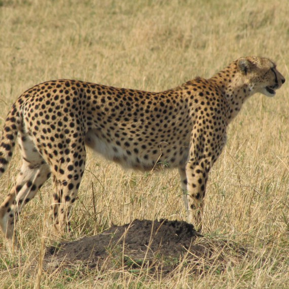 Gepard štíhly něco zahlédl.