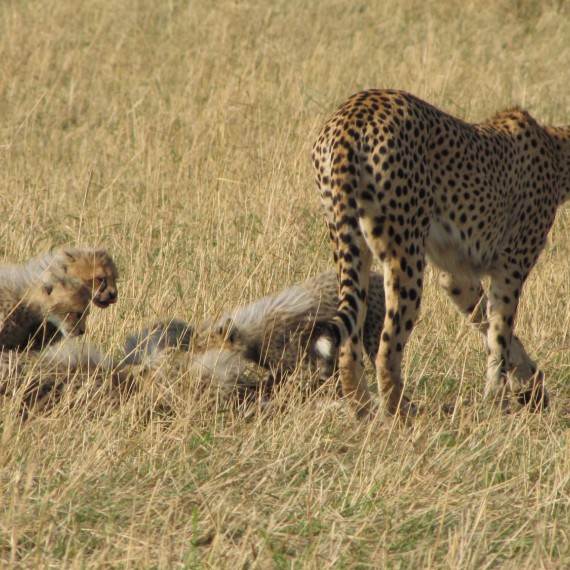 Samice geparda štíhlého s mláďaty.
