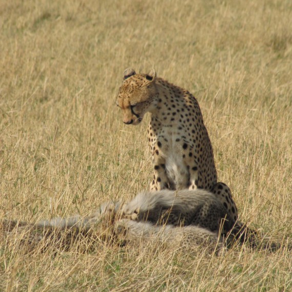 Gepardi štíhlí po lovu.