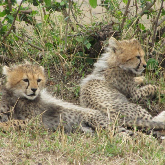 Gepardi štíhlí se skrývají v trávě.