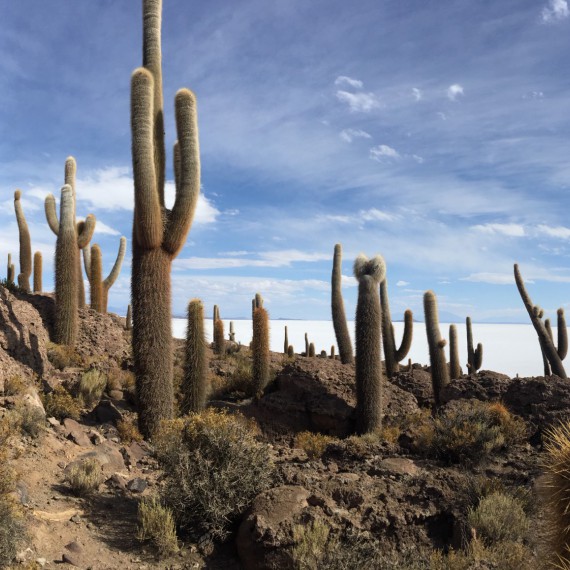 staleté kaktusy na Salaru