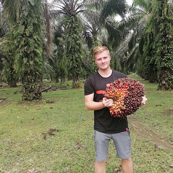 Plody olejové palmy.