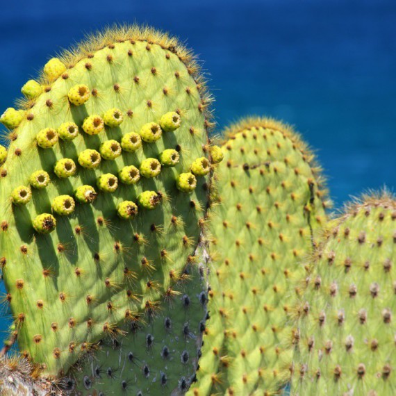 Detail květu opuncie.