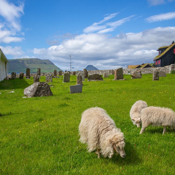 Jehňata na Fayerských ostrovech,