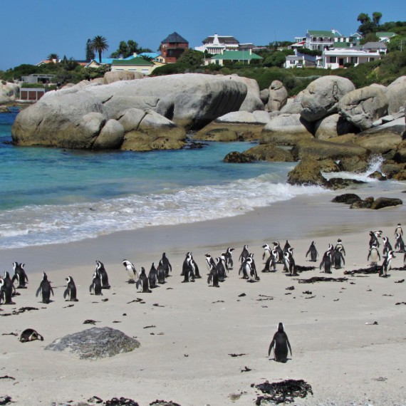 jižní Afrika, Cape Town