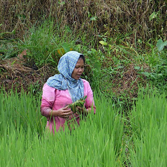 Rýžová pole Sumatry.