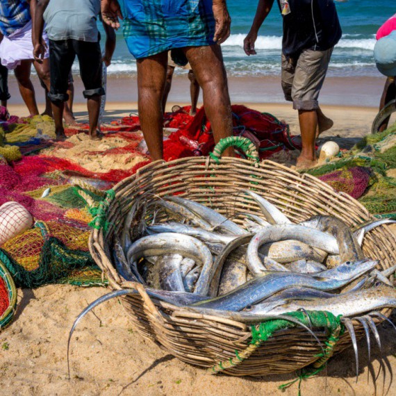 Úlovky místních rybářů.