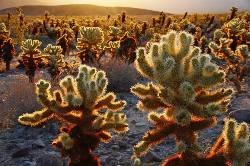 Národní park Joshua Tree.